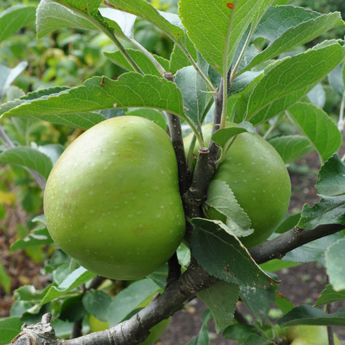 Choosing a cooking apple