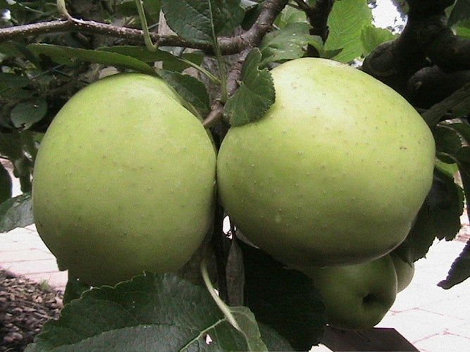 Greensleeves