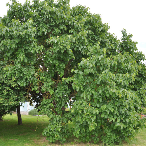 Black Mulberry- King James (Chelsea)
