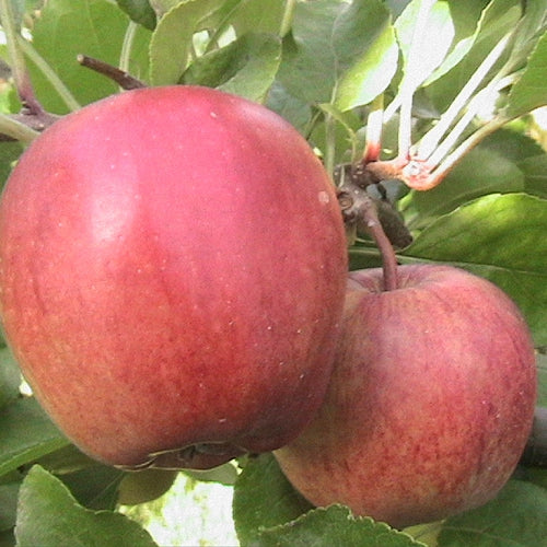 Apple Special Offer