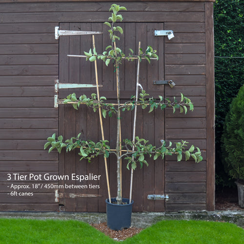 Pruning Espaliers