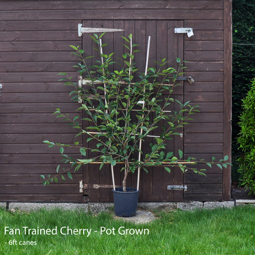 Pruning fans