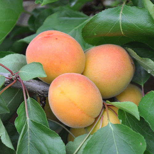 The Cot Series of Apricots