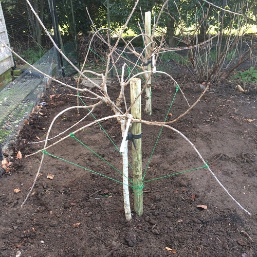 festooned cherry tree