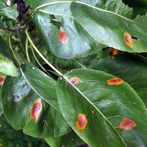 Ear Rust Sign Pear Rust – Southern Fruit Trees