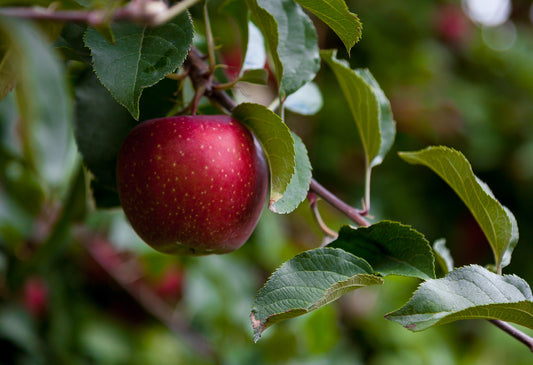 RHS AGM Fruit Trees