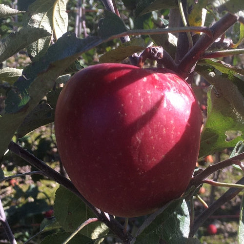 Braeburn