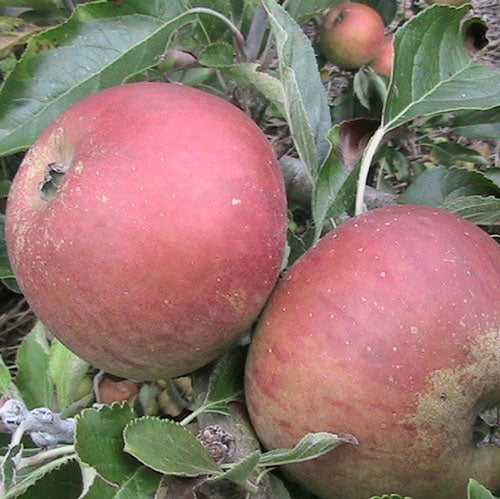 Cox’s Orange Pippin SF