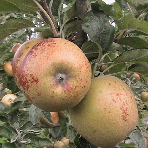Egremont Russet