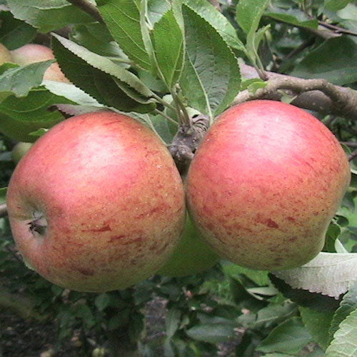 Ellison’s Orange
