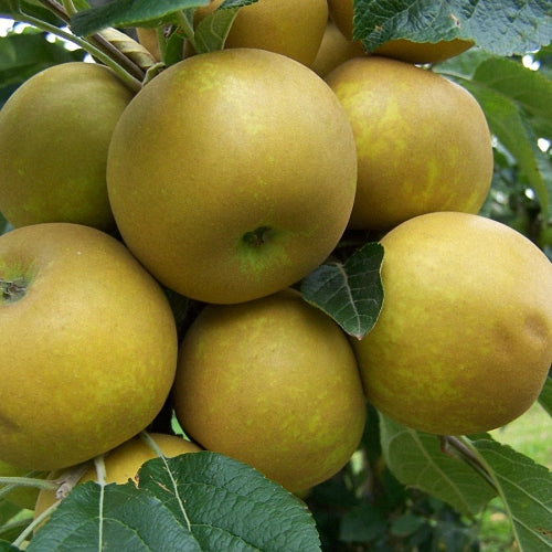 Herefordshire Russet