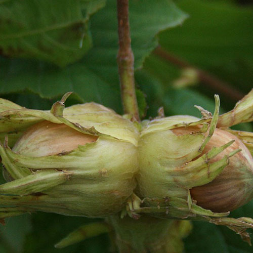 Halls Giant Cobnut