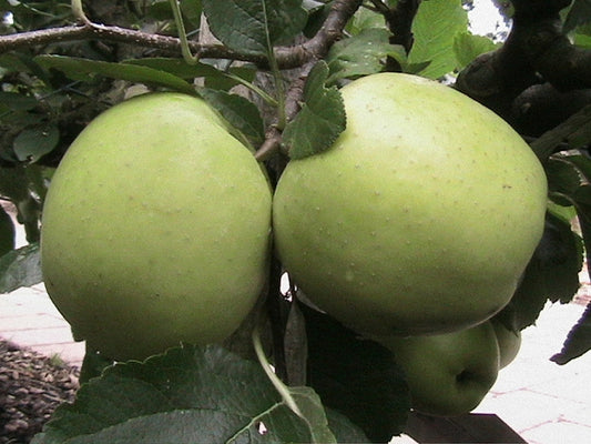 Greensleeves