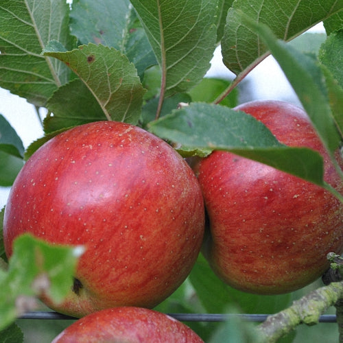 Lord Lambourne Southern Fruit Trees