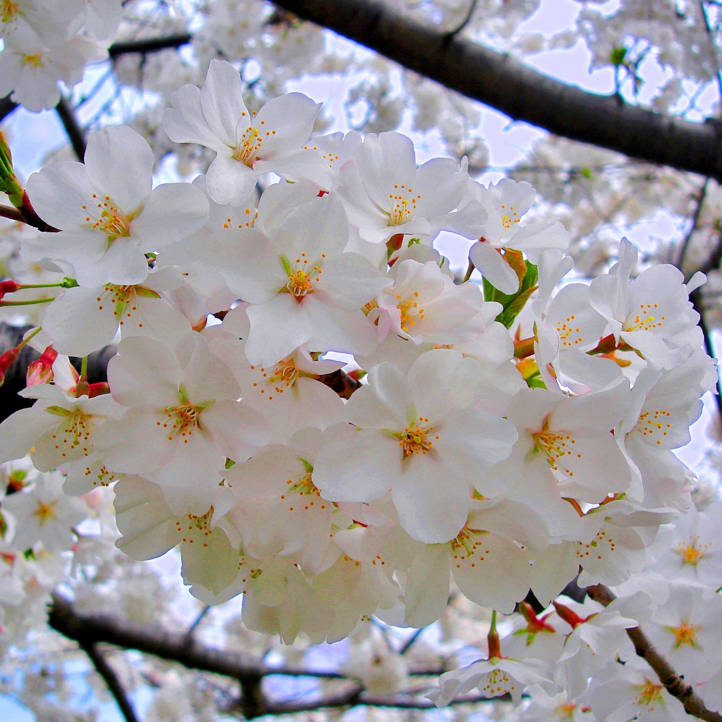 Yoshino Cherry