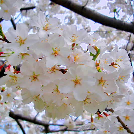 Yoshino Cherry