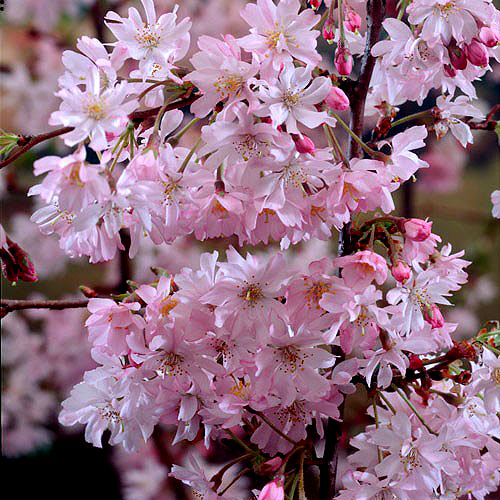 Autumnnalis Rosea