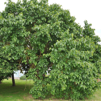Black Mulberry- King James (Chelsea)