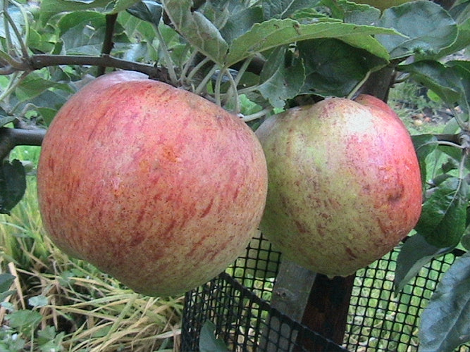 Blenheim Orange