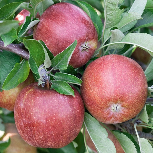 Braeburn