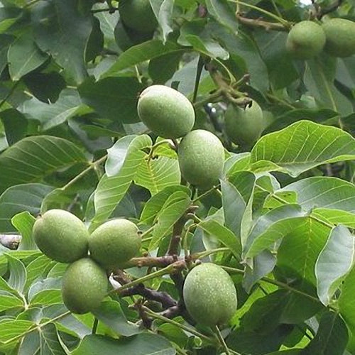 Walnut- Broadview – Southern Fruit Trees