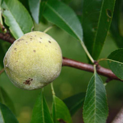 Almond (Ingrid)