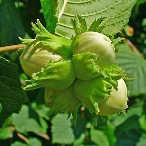 Nottingham Cobnut