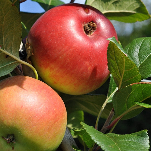 Red Devil – Southern Fruit Trees