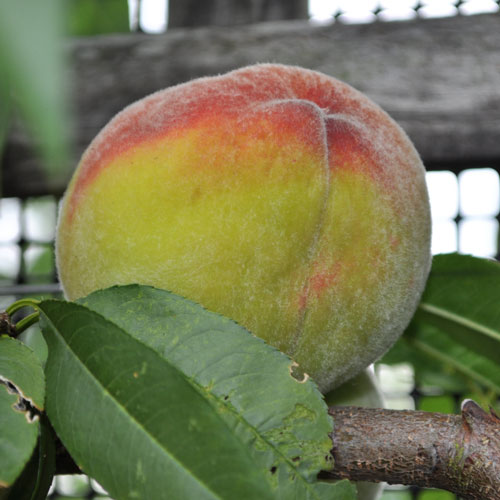 Native Rochester Tree Rochester – Southern Fruit Trees