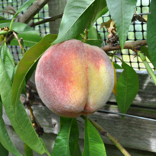 Native Rochester Tree Rochester – Southern Fruit Trees