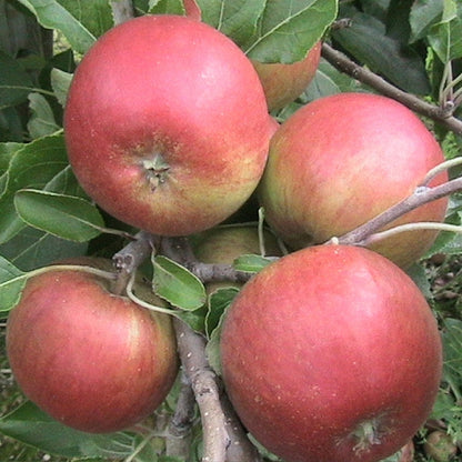 Apple Special Offer
