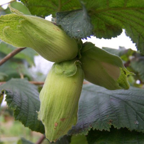 Kent Cobnut