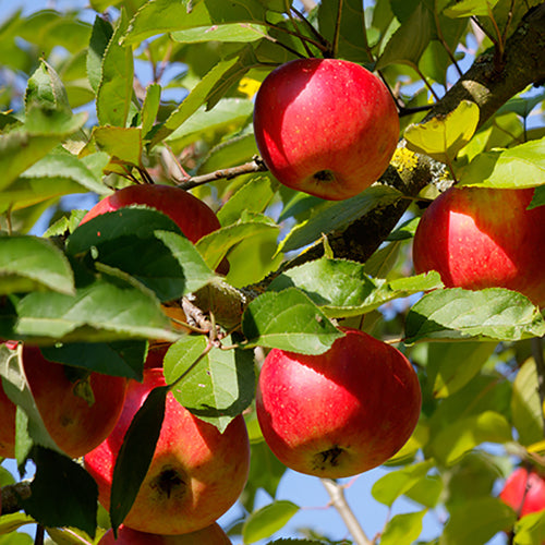Worcester Pearmain