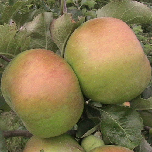 Bramley 20